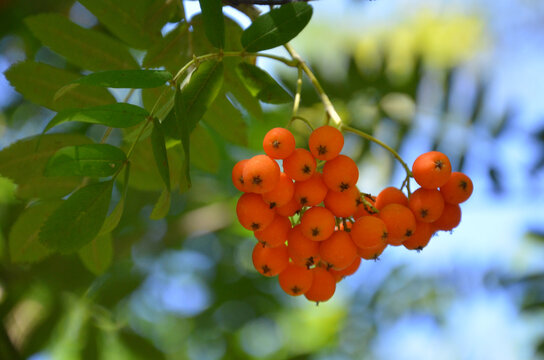 Cluster of bright orange berries of the Sorbus aucuparia also known as rowan or mountain ash hanging from a branch with green leaves against blue sky background.