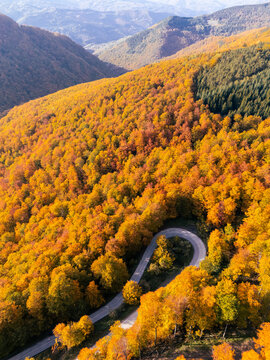 Drone perspective of a winding serpentine forest road during peak autumn foliage season