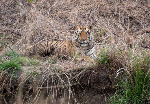 Close up of Royal Bengal Tiger resting in the tall grasses in the jungle