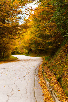 Empty winding road passing through a dense forest with golden autumn foliage