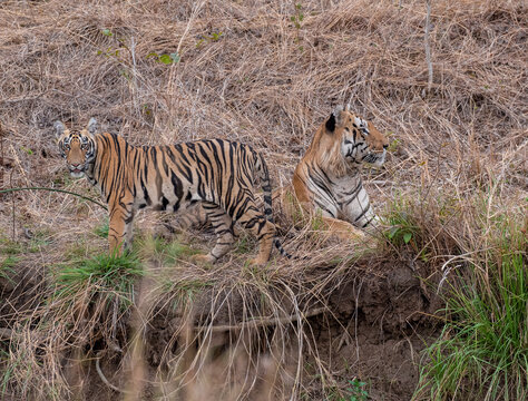 A male tiger and his cub bonding in the jungle in the tall dry grass. Close up, 