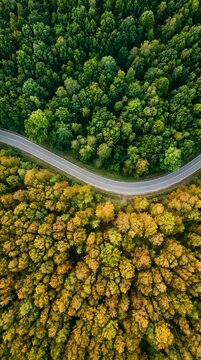 Aerial View of Winding Road Through Green and Autumn Forest, Seasonal Transition Landscape for Travel, Environment and Sustainable Transportation