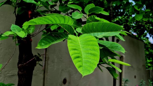 The close-up shows lush green leaves with prominent veins across a leafy tree branch. A muted wall and dense garden foliage create a subdued natural background.