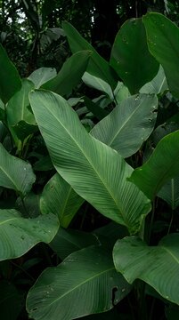 Lush Tropical Green Leaves in Dense Rainforest, Natural Botanical Background for Sustainability, Eco Branding, Wellness and Organic Product Design