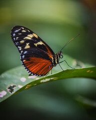 Fototapeta premium Tiger longwing - heliconius hecale