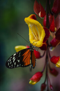Tiger longwing - heliconius hecale