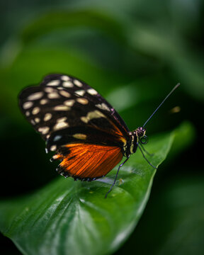 Tiger longwing - heliconius hecale