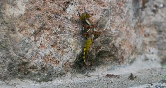 A Close-up of a Broad-bodied Chaser Emerging on a Wall.
