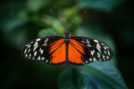 Tiger longwing - heliconius hecale