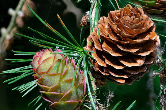 Larch strobili: young and old ovulate cones on a larch branch.