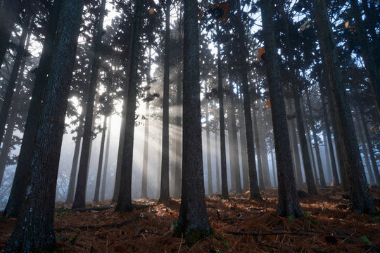 Cedar forest in dense morning mist with light shafts in Ishikawa
