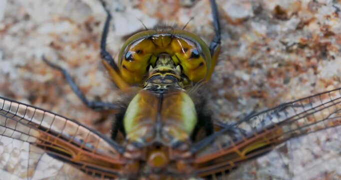 A Close-up of a Broad-bodied Chaser Emerging on a Wall.