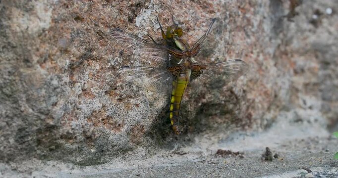 A Close-up of a Broad-bodied Chaser Emerging on a Wall.