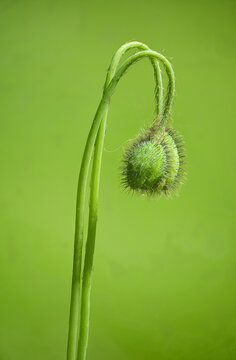 Papaver somniferum, commonly known as the opium poppy