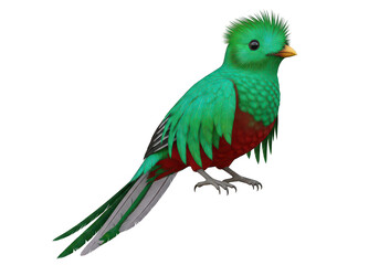 Fototapeta premium A green and red bird with a long tail isolated on transparent background