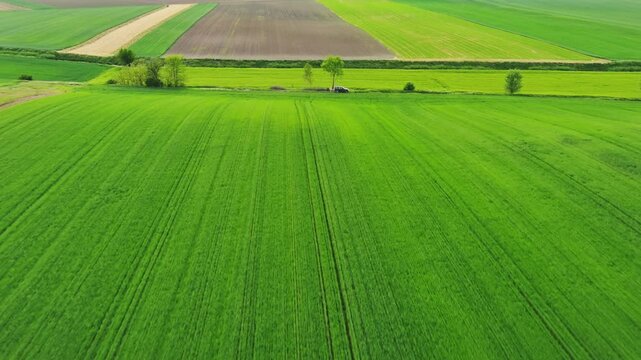 Aerial view of green wheat field on hills. Agricultural landscape in spring, 4k