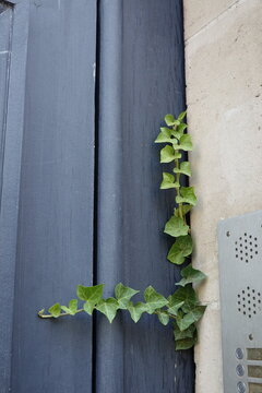 Lierre grimpant dans un interstice de porte d'entr&eacute;e
