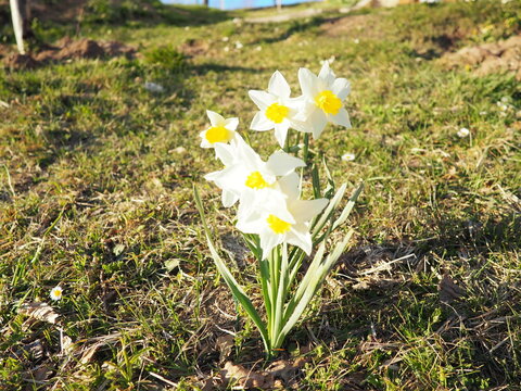 Narcissus, spring flowering perennial plants amaryllis family, Amaryllidaceae. Common daffodil, narcissus plural narcissi, and jonquil. Blooming daffodils, yellow and white flowers. Summer in village.