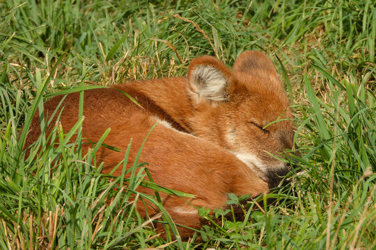 A young dhole (mountain wolf) having a powernap).