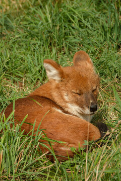 A young dhole (mountain wolf) having a powernap).