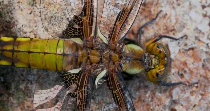 A Close-up of a Broad-bodied Chaser Emerging on a Wall.