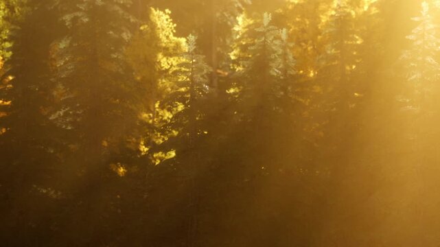 Sunlight filters through tall trees in a green forest. The scene takes place in late afternoon when the sunlight creates shadows on the ground. The forest is dense with various types of trees.