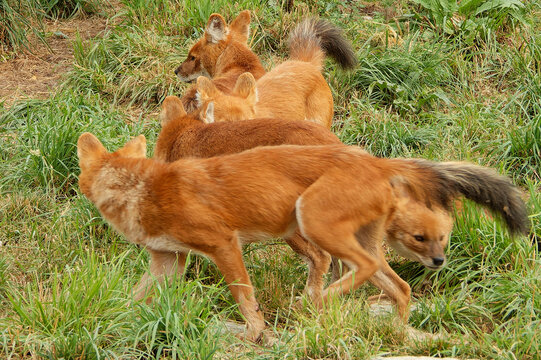 Dhole (mountain volves) are highly social animals,