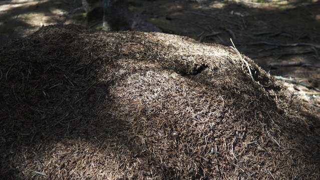 Ants are busy working at their anthill in Zlatar, Serbia. The sun shines on the forest floor with spruce and fir trees surrounding the area. This is spring in the national park