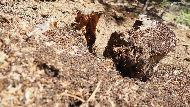 Ants are busy working at their anthill in Zlatar, Serbia. The sun shines on the forest floor with spruce and fir trees surrounding the area. This is spring in the national park