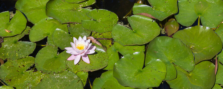 Pink waterlily and green lily pads floating on a tranquil pond near Castle Duivenvoorde in Voorschoten