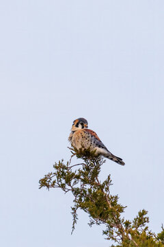 00818-02408  American Kestrel (Falco sparverius) male perched on cedar tree Marion Co. IL
