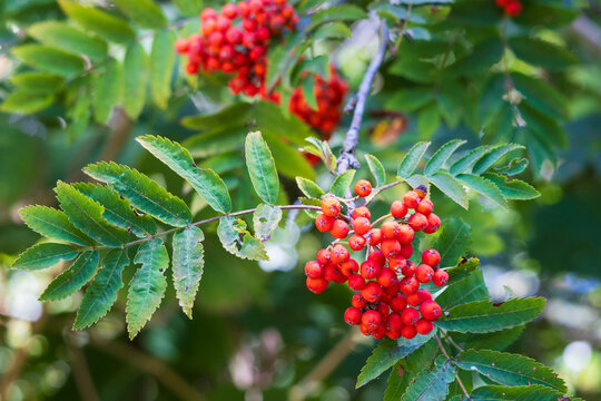 Red rowan berries (Sorbus aucuparia) on a green leafy branch in soft summer light