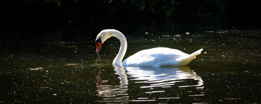 Elegant white swan gliding across a dark lake with a clear curved-neck reflection and gentle ripples