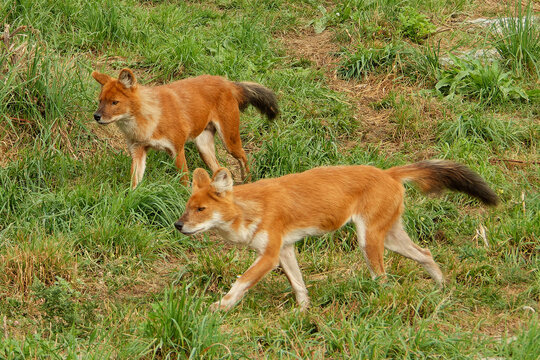 Dhole (mountain volves) are highly social animals,