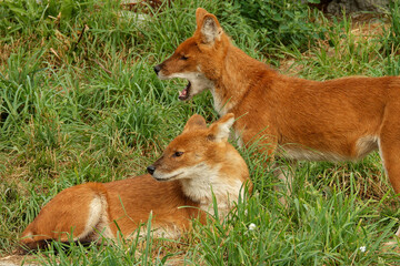 Obraz premium Young dholes (mountain wolves) looking for company.