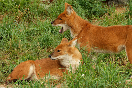 Young dholes (mountain wolves) looking for company.