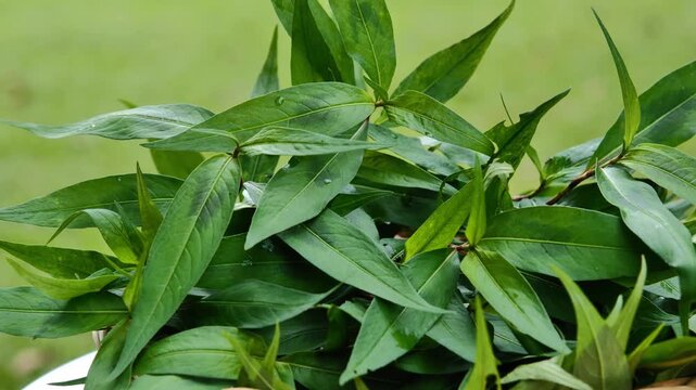 Vietnamese Coriander Leaves in Natural Light