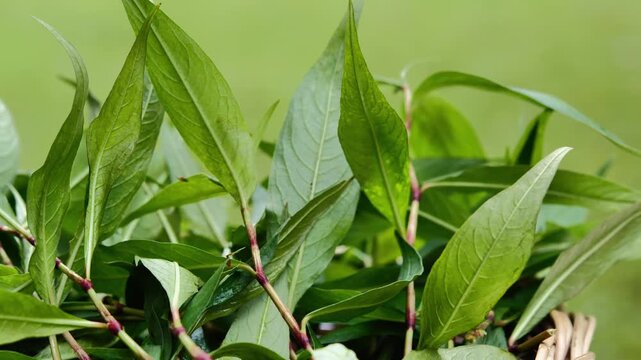 Vietnamese Coriander Leaves in Natural Light