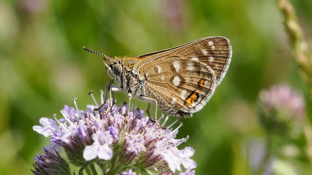 Close Up of a Brown Butterfly Resting on a Purple Flower in a Meadow