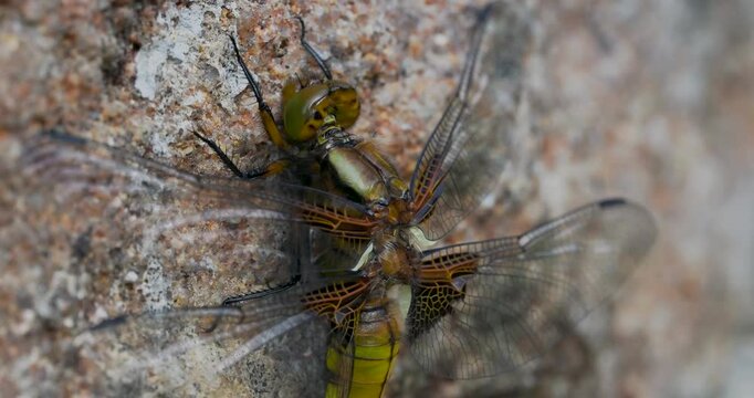 A Close-up of a Broad-bodied Chaser Emerging on a Wall.