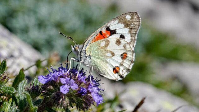 Beautiful Parnassius Apollo Butterfly Feeding on Purple Flower in Alpine Meadow