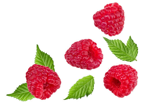 ripe raspberries with green leaves isolated on white background. clipping path