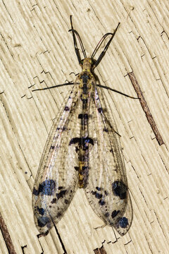 Eastern Spotted-winged Antlion Dendroleon obsoletus