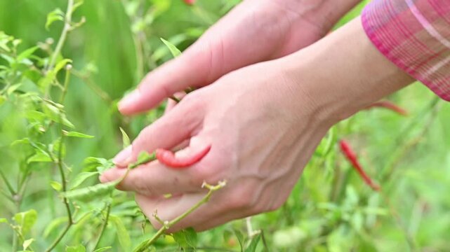 Someone hands picking red chillies from chilli Tree. Chili peppers (Capsicum annuum) are the fruits of Capsicum pepper plants, notable for their hot flavor.