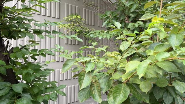 Tree Trunk and Green Leaves Moving Against Textured Building Wall