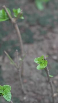 Close-up of fresh Mogra (Jasmine) flower bud on a green stem