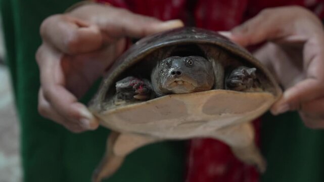 Person holding a small turtle in hands close-up