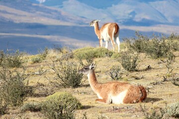 Naklejka premium Wild guanacos on a grassy hillside in Torres del Paine National Park Patagonia Chile 