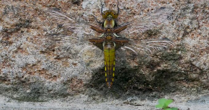 A Close-up of a Broad-bodied Chaser Emerging on a Wall.