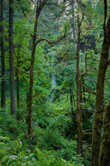 Fototapeta premium Hidden waterfall in lush greenery at Silver Falls State Park